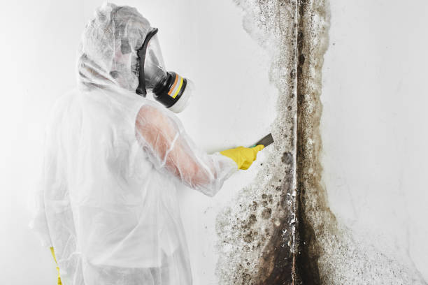 Best Mold Cleaning Services  in Bartlett, TX