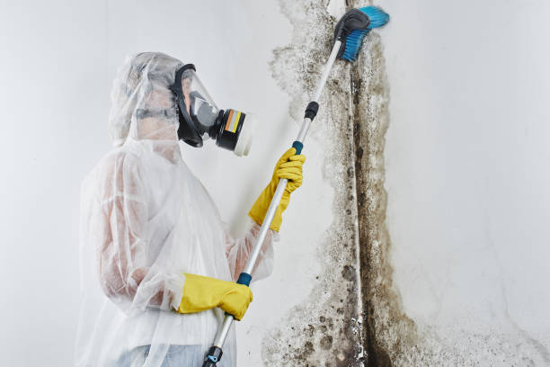 Best Emergency Mold Removal  in Bartlett, TX