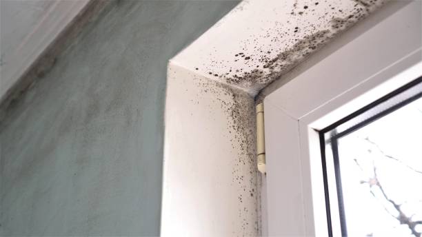 Best Mold Removal Company Near Me  in Bartlett, TX