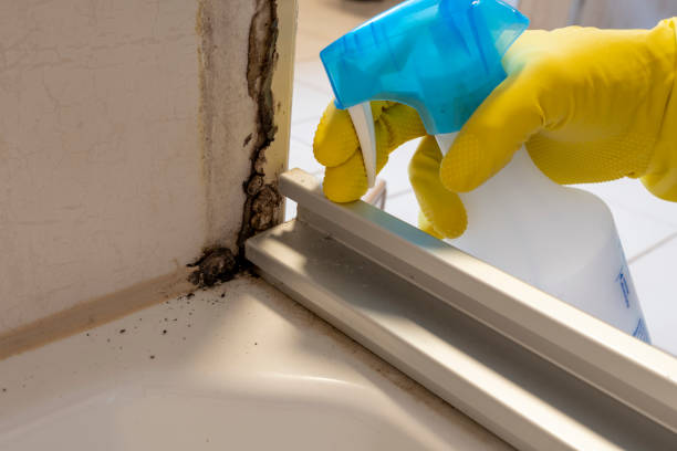 Best Certified Mold Removal  in Bartlett, TX