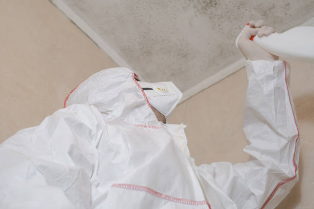 Best Mold Removal Company Near Me  in Bartlett, TX