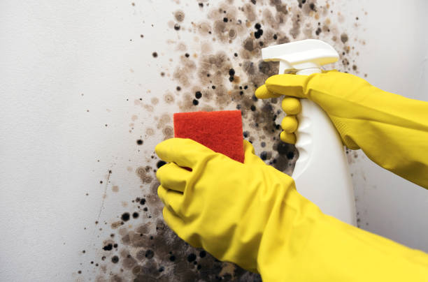 Best Mold Remediation  in Bartlett, TX