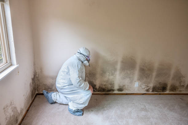 Best Mold Removal Near Me  in Bartlett, TX