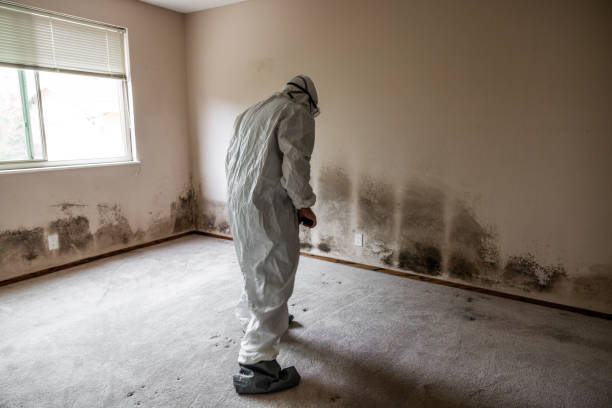 Best Affordable Mold Removal  in Bartlett, TX