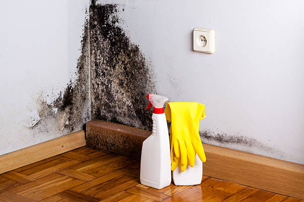 Best Same-Day Mold Removal  in Bartlett, TX