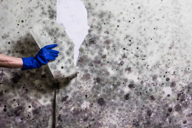 Best Emergency Mold Removal  in Bartlett, TX