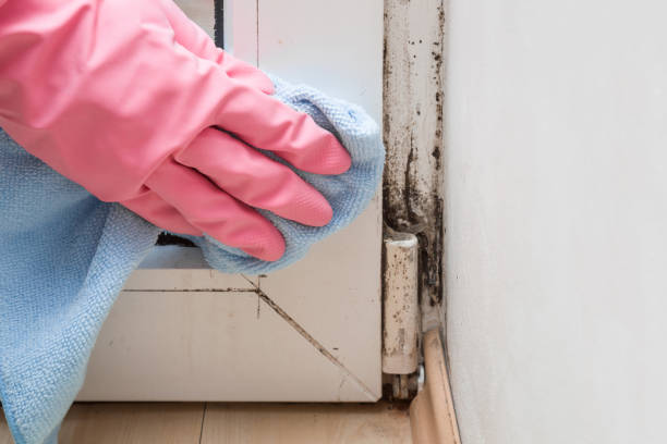 Best Home Mold Removal  in Bartlett, TX