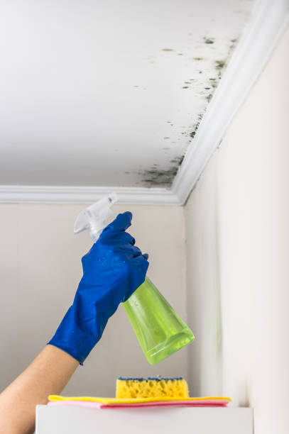 Best Certified Mold Removal  in Bartlett, TX