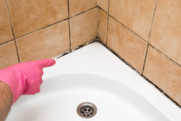 Best Best Mold Removal Companies  in Bartlett, TX